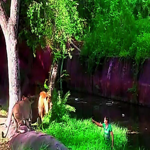  drunk man propose lioness in cage 