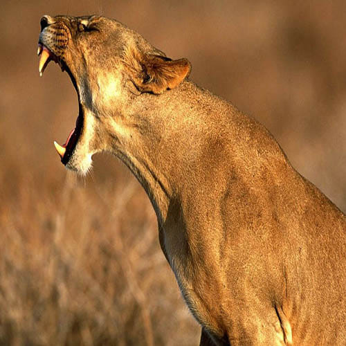  drunk man propose lioness in cage 