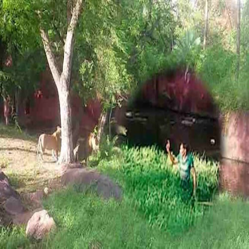  drunk man propose lioness in cage 