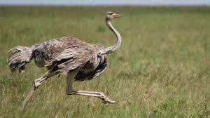 Xu casually left in the death of the only ostrich, zoo administration silence on the matter