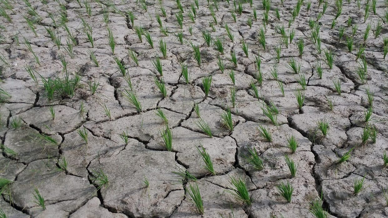 Water not reaching to the tail, how did the paddy nursery