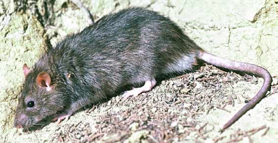 australian man punished for eating the head of alive rat