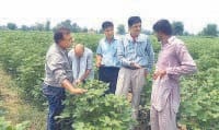 neem spray, farmars, use, fatehabad, harayana