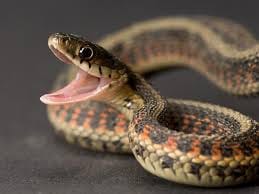snake bite, two person serious, admitted in hospital, civil hospital, jalandhar, punjab