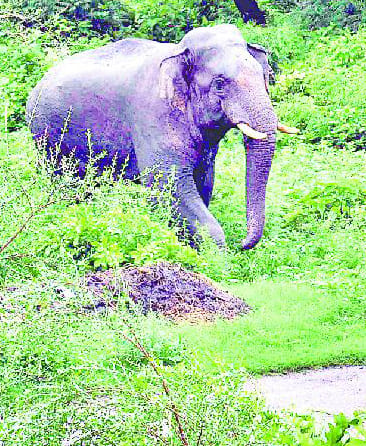 Surveillance to prevent the population of elephants in the territory