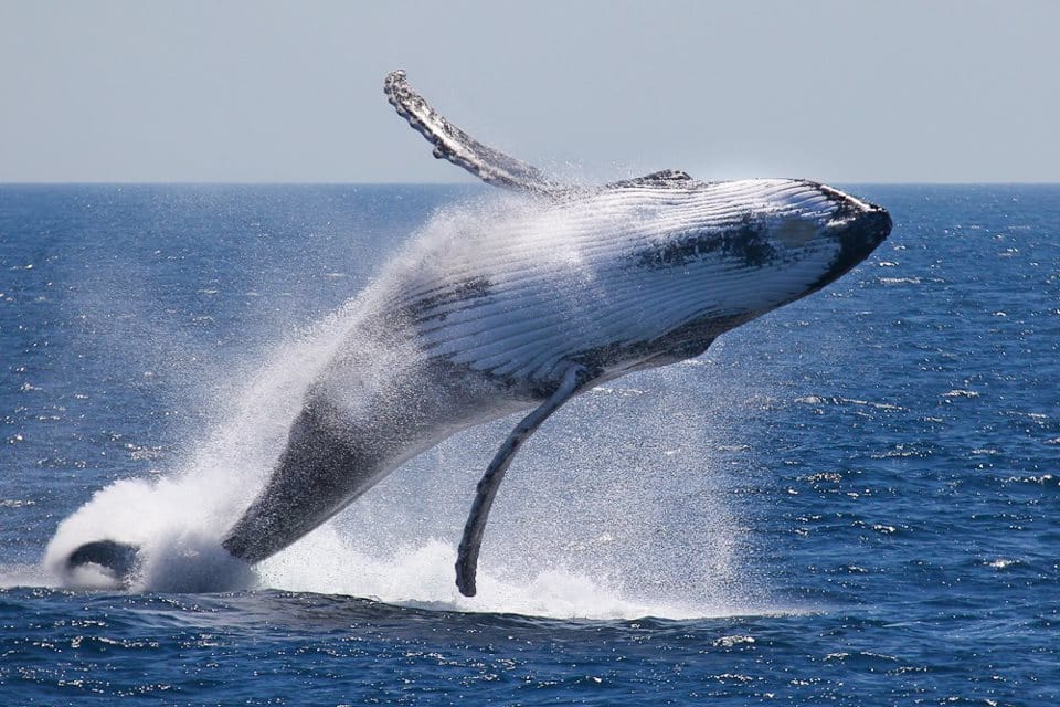 Whale fish arrived at Norway coast by putting a camera, experts accused of spying