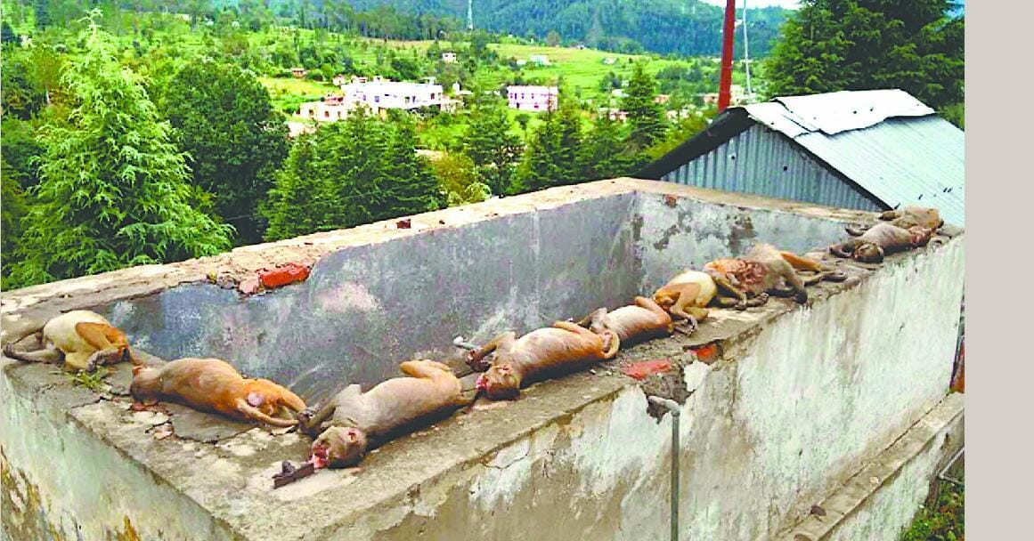 10 monkeys died from drowning in a water tank