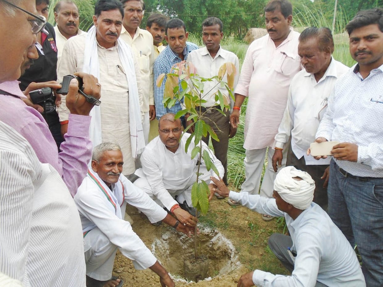 572.26 hectares planted 5.33 million trees