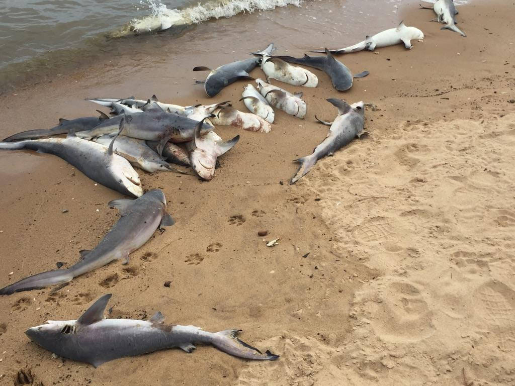 shark on alabama's mobile bay in usa