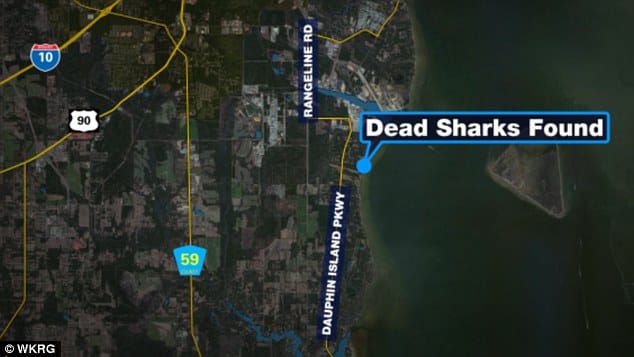 shark on alabama's mobile bay in usa