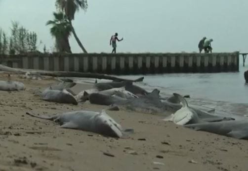 shark on alabama's mobile bay in usa