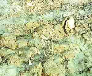 Plantation drive fails in Sultanpur