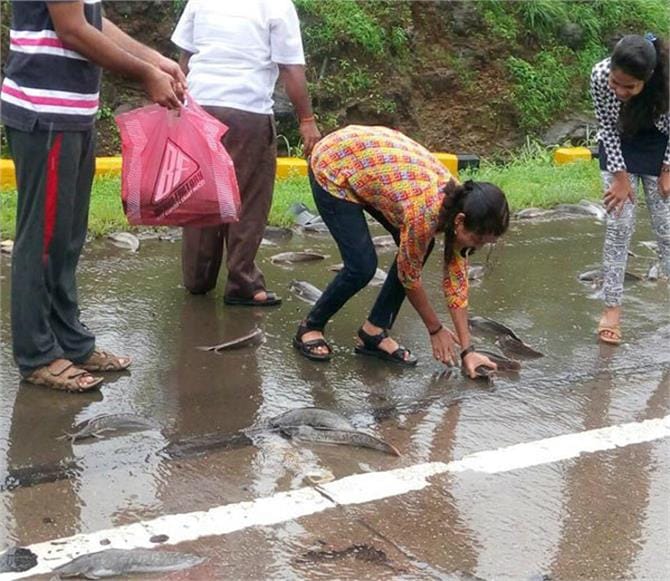 fish rain on mumbai pune expressway