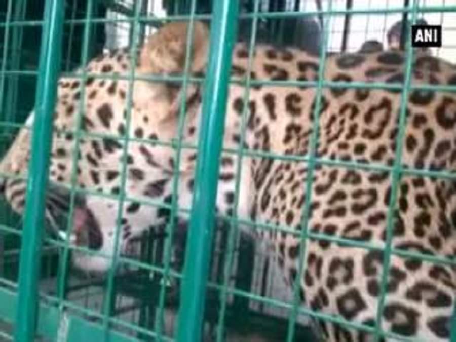 तेंदुए को कुएं से निकाला