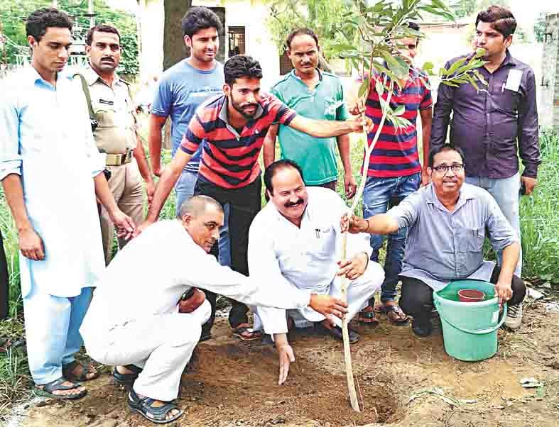 plantation in amroha