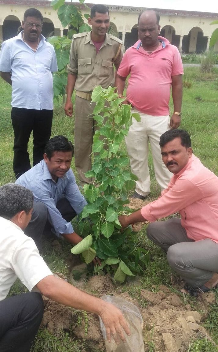 The second day, thousands of planted trees