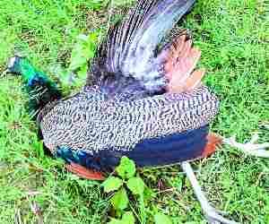 Peacock found dead