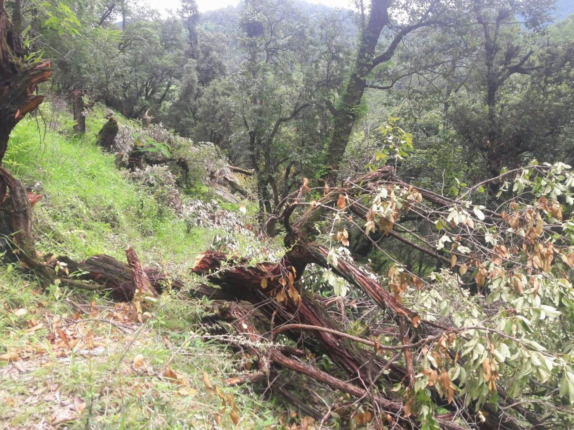 villagers cut seven hundred tree in uttarklashi.