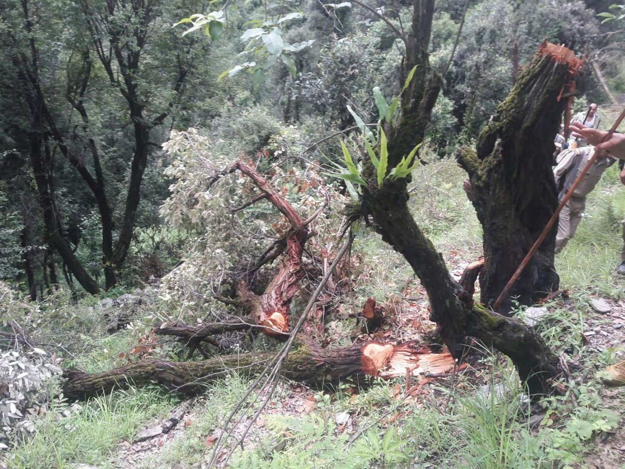 villagers cut seven hundred tree in uttarklashi.