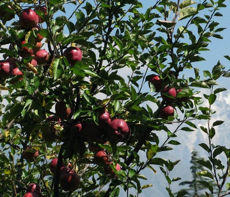 america likes harshil apple