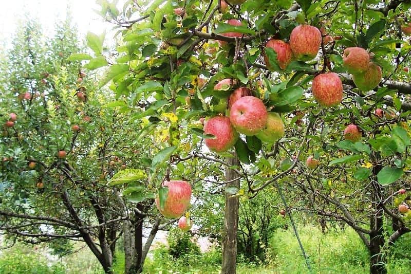 america likes harshil apple