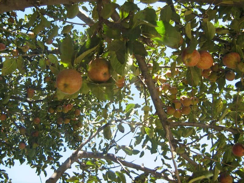 america likes harshil apple
