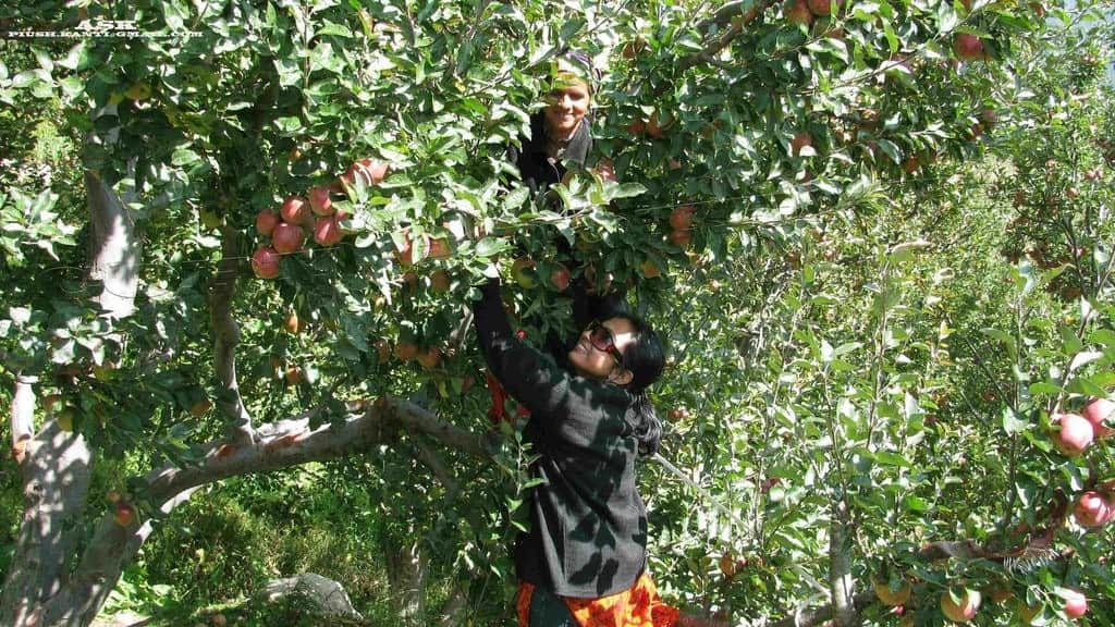 america likes harshil apple