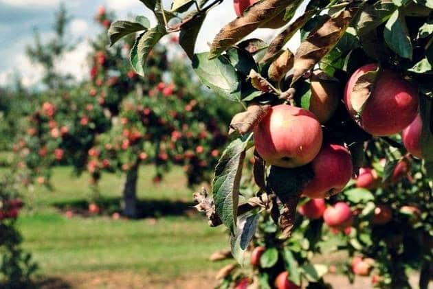 america likes harshil apple