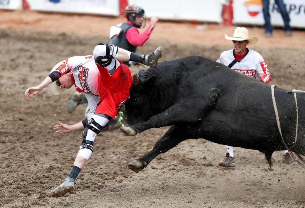 Bull kiled farmer