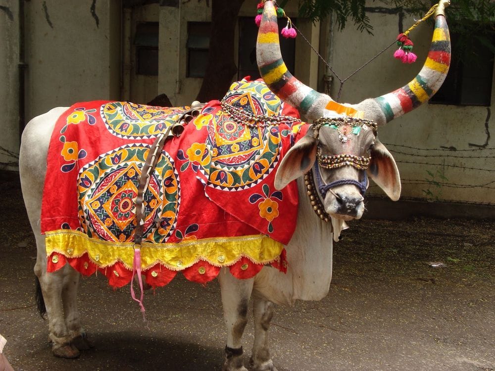 bull attack women in avdanoghat, injured.