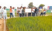 farmar, vegitable, farming, fatehabad, harayana