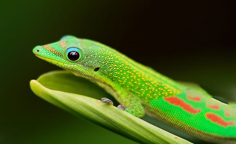 40 lakh for per gecko lizard