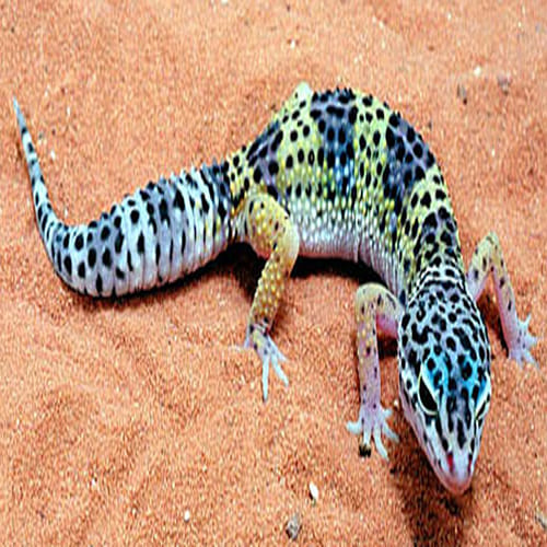 40 lakh for per gecko lizard