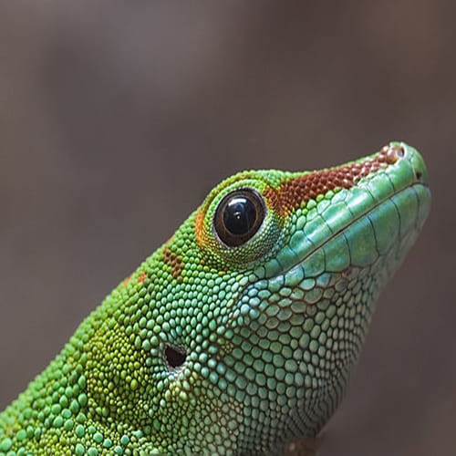40 lakh for per gecko lizard