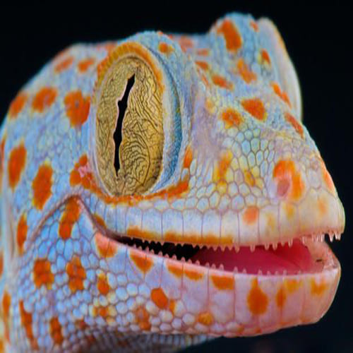 40 lakh for per gecko lizard