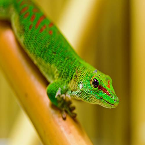 40 lakh for per gecko lizard