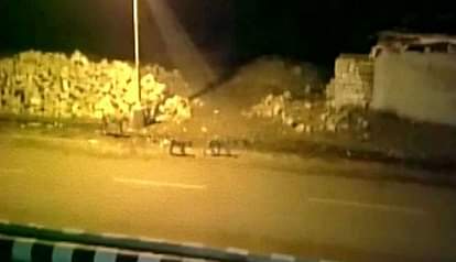 Pride of lions takes a stroll in Gujarat's Junagadh  