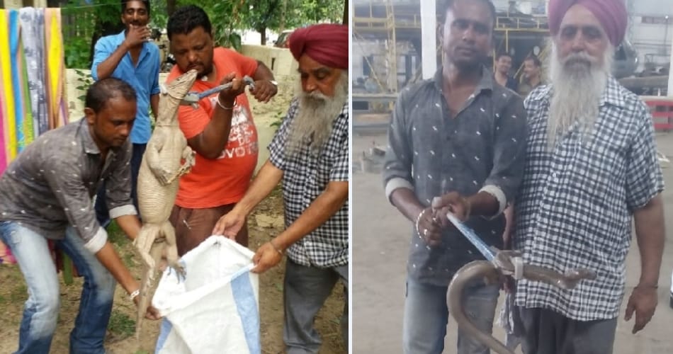 monitoz lizard and two cobra caught on chandigarh airforce sub station