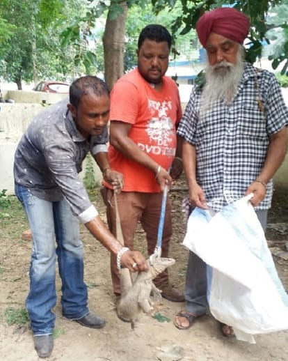 monitoz lizard and two cobra caught on chandigarh airforce sub station