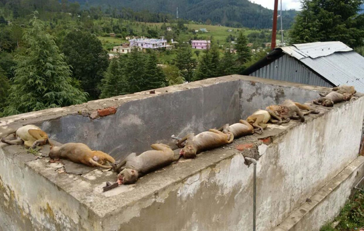 10 monkey died in water tank.