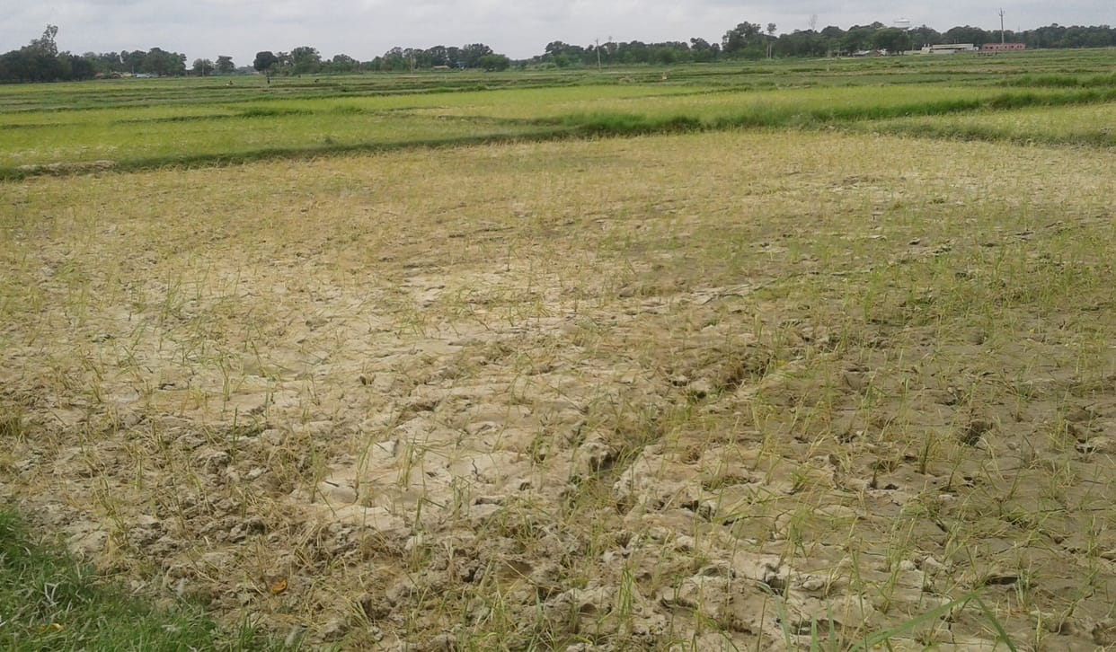 Plight of the farmers grew stray monsoon