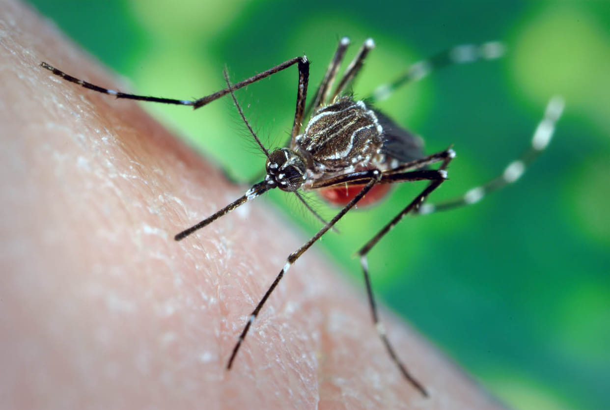 Two died from dengue 