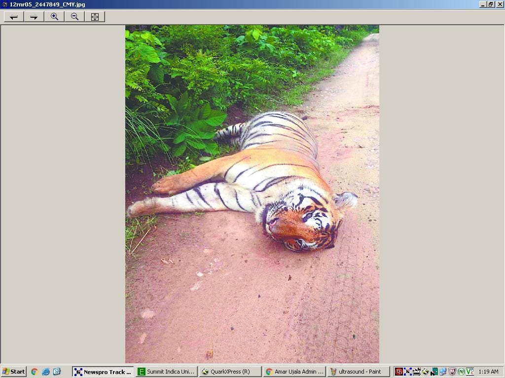 The death of the tiger snake Dnsne