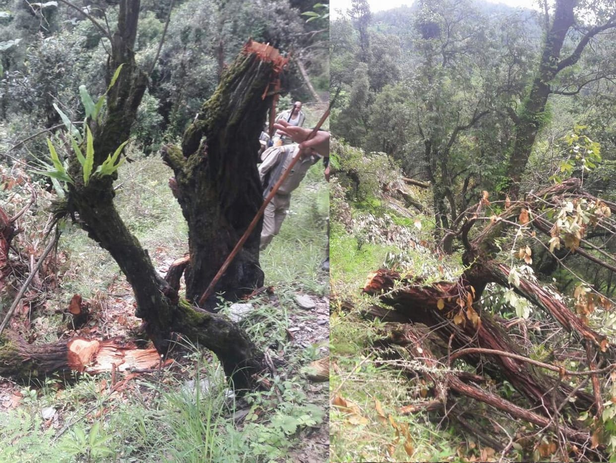 One of the 13 lakh farmers cut trees brought Mafia