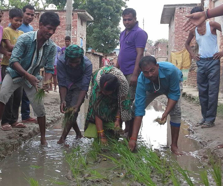 planted paddy in water logging road