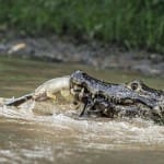 crocodile