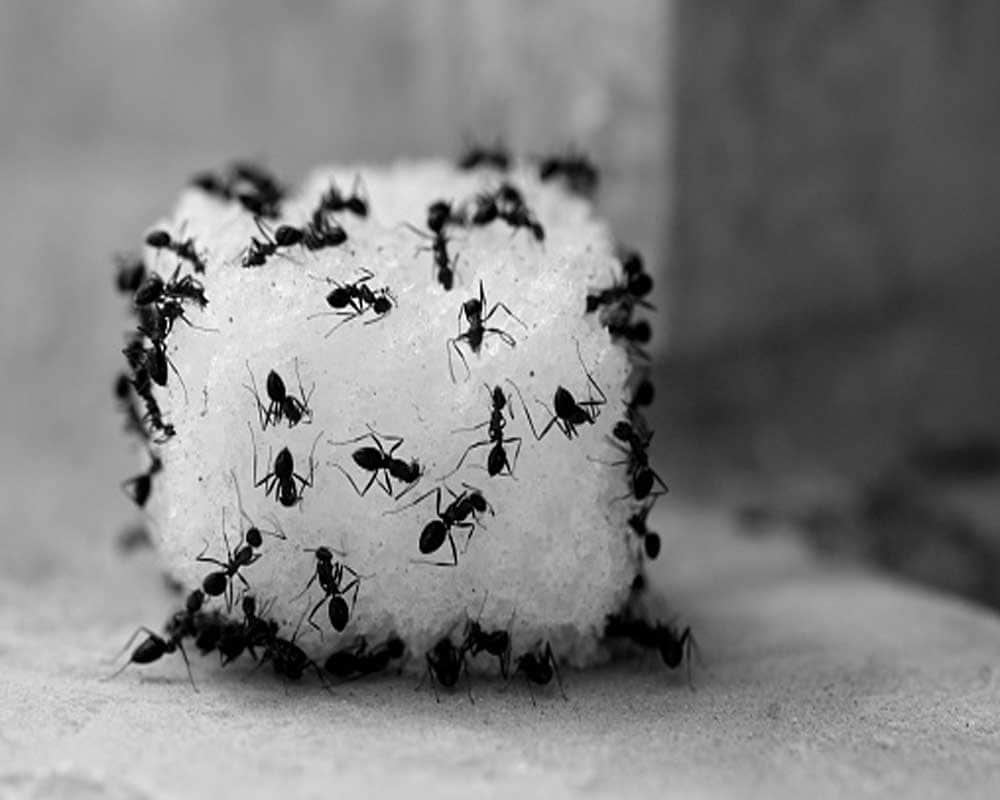 Can eating ants increase our age