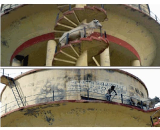 Bull went up on the water tank