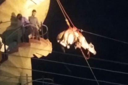 Bull went up on the water tank