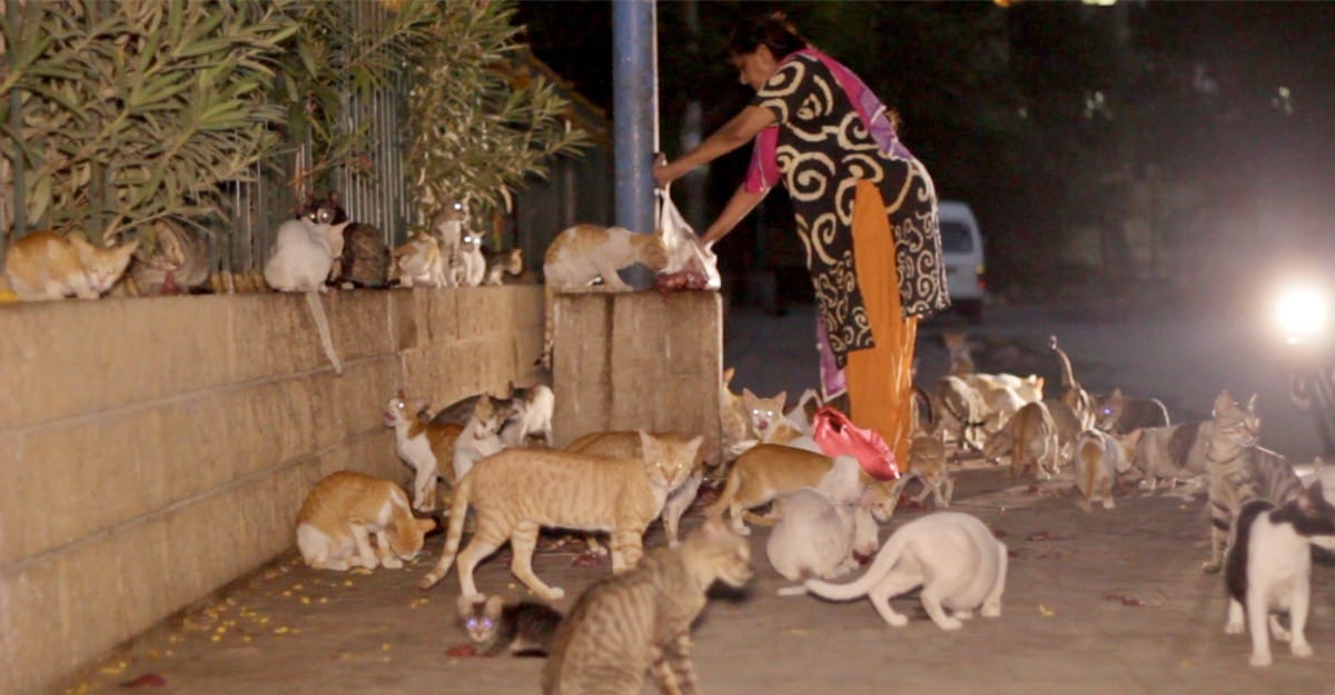 Karachi's Cat Woman has been feeding hungry kitties every day for 17 years